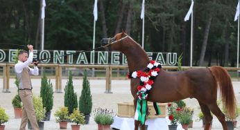 Egypt to Host 6th Emirates Arabian Horse Global Cup (EAHGC) Show