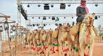 Saudi Culture Ministry Launches Camel Studies Grant