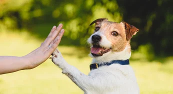 Paw Power Challenge: A Fun Obstacle Race for Dogs at Expo City Dubai