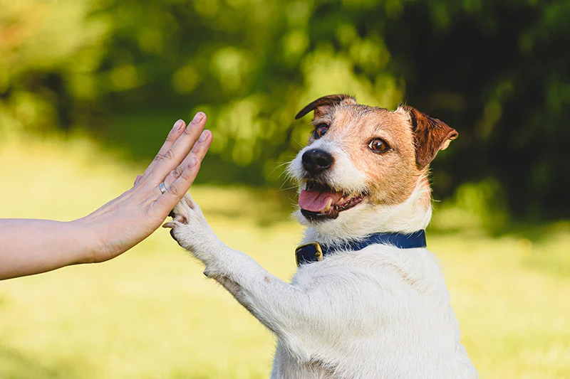 Paw Power Challenge: A Fun Obstacle Race for Dogs at Expo City Dubai