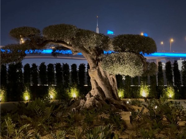Dubai Just Put 2500 Year Old Trees In Plain Sight Ancient Tree in Dubai