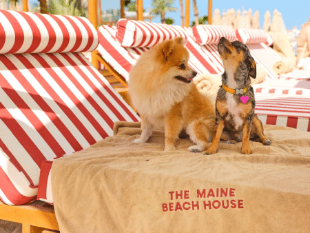 Dog-Friendly Restaurant Dubai