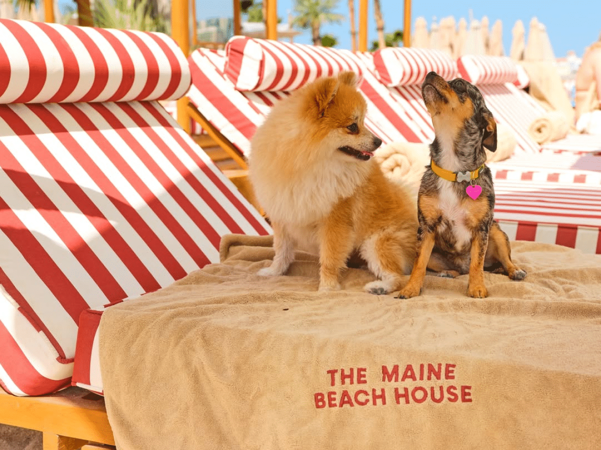 Dog-Friendly Restaurant Dubai